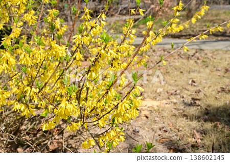 Korean Forsythia (Oleaceae family): Deciduous shrub/deciduous broad-leaved tree 138602145