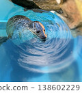 A seal peeking out of the water 138602229