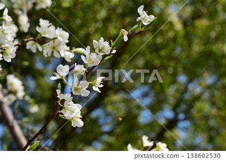 Plum (Rosaceae family), genus Prunus, white flowers Plum (Rosaceae family), genus Prunus, white flowers 138602530