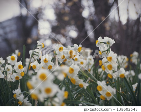 Daffodil flowers Daffodil flowers 138602545