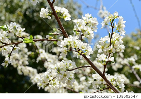Plum (Rosaceae family), genus Prunus, white flowers Plum (Rosaceae family), genus Prunus, white flowers 138602547
