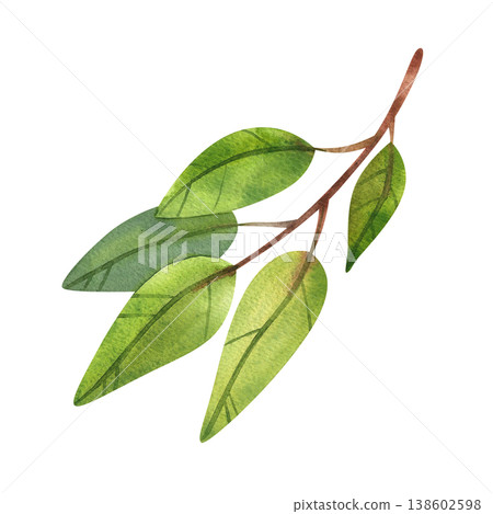 Green branch with leaves, isolated watercolor illustration. Hand drawn image of lush foliage and fresh stems is perfect for wedding typography and decor in a natural style. Green branch with leaves, isolated watercolor illustration. Hand drawn image of lush foliage and fresh stems is perfect for wedding typography and decor in a natural style. 138602598