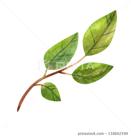 Green branch with leaves, isolated watercolor illustration. Hand drawn image of lush foliage and fresh stems is perfect for natural style wedding prints and decor. Green branch with leaves, isolated watercolor illustration. Hand drawn image of lush foliage and fresh stems is perfect for natural style wedding prints and decor. 138602599
