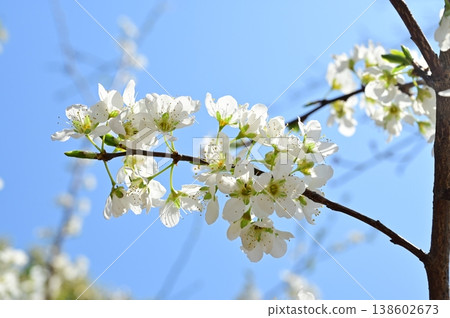 Plum (Rosaceae family), genus Prunus, white flowers Plum (Rosaceae family), genus Prunus, white flowers 138602673