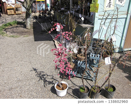 喜樂園,盆栽梅樹,茨城縣水戶市常磐町 喜樂園,盆栽梅樹,茨城縣水戶市常磐町 138602960