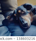 A dog lying down and staring 138603216