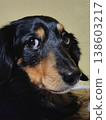 Stare at Dax 138603217