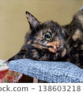 Staring cats cat 138603218