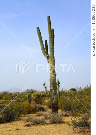 Old Saguaro Cactus Sonora desert Arizona Old Saguaro Cactus Sonora desert Arizona 138603236