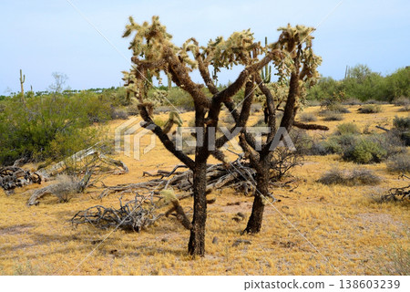 Cholla cactus, Sonora Desert, Mid Winter Cholla cactus, Sonora Desert, Mid Winter 138603239