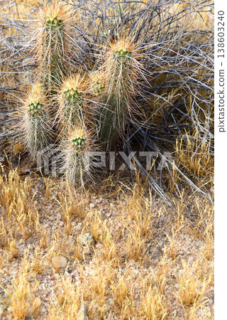 Hedge Hog cactus 138603240