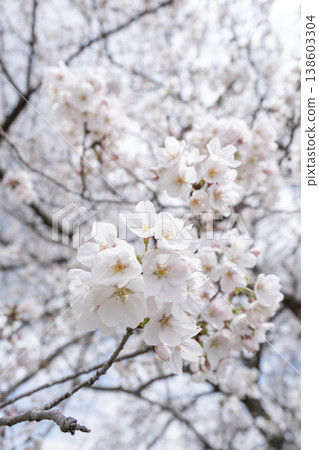 Cherry blossoms in full bloom, delicately displaying their beauty under a pale sky. Cherry blossoms in full bloom, delicately displaying their beauty under a pale sky. 138603304