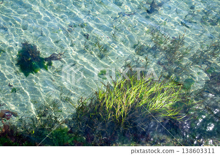 Seaweed growing on the lakebed of Lake Hamana (Lake Hamana, Shizuoka Prefecture) Seaweed growing on the lakebed of Lake Hamana (Lake Hamana, Shizuoka Prefecture) 138603311