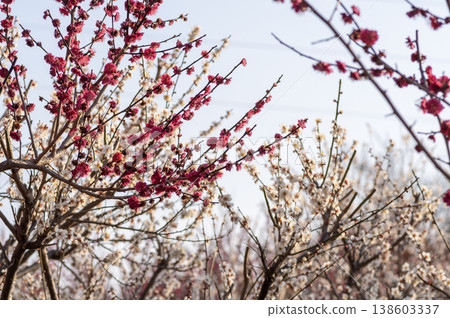 早春時節,梅樹林中紅白相間的梅花競相綻放。 早春時節,梅樹林中紅白相間的梅花競相綻放。 138603337