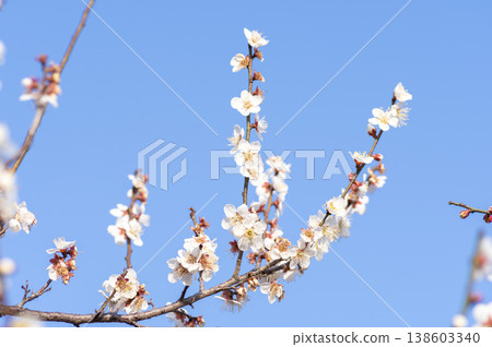 White plum blossoms stretching straight up against a blue sky. White plum blossoms stretching straight up against a blue sky. 138603340