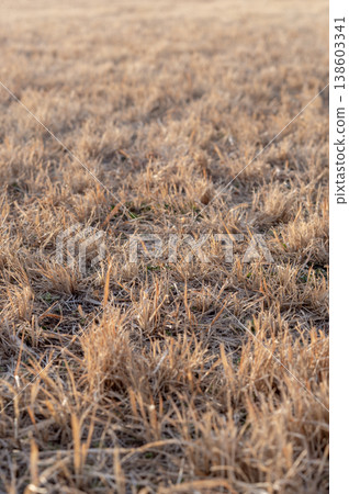 Bathed in the soft light of early spring, the withered winter grass shines golden. 138603341