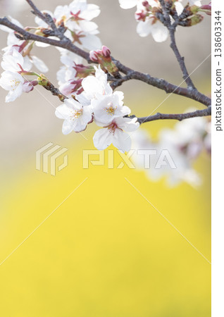 Cherry blossoms in full bloom, beautiful against the backdrop of a field of yellow rapeseed flowers. Cherry blossoms in full bloom, beautiful against the backdrop of a field of yellow rapeseed flowers. 138603344