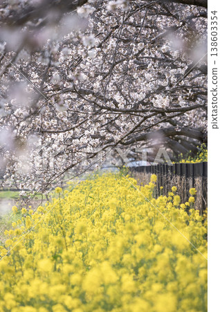 A tranquil scene of blooming rapeseed flowers and cherry blossoms bathed in the spring sunshine. A tranquil scene of blooming rapeseed flowers and cherry blossoms bathed in the spring sunshine. 138603354