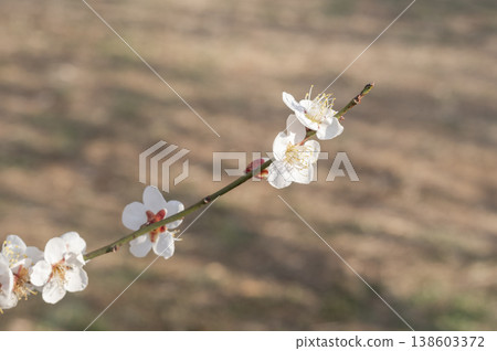 White plum blossoms shining in the early spring sunlight 138603372