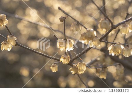 Fully bloomed wintersweet (Chimonanthus praecox) translucent in the setting sun, creating a fantastical bokeh effect. Fully bloomed wintersweet (Chimonanthus praecox) translucent in the setting sun, creating a fantastical bokeh effect. 138603373