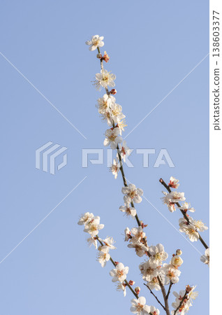 White plum blossoms stretching straight up against a blue sky. White plum blossoms stretching straight up against a blue sky. 138603377