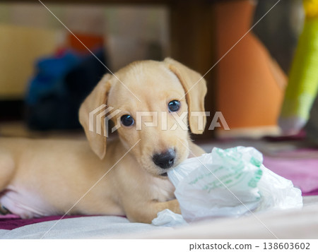 淘氣臘腸犬 138603602