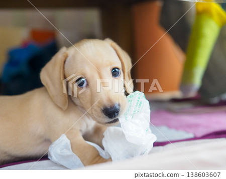 A mischievous dog 138603607