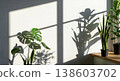 Sunlight streams through the window, casting shadows from indoor plants on the white wall, creating modern and calming interior with greenery. A natural background with tropical plants. 138603702