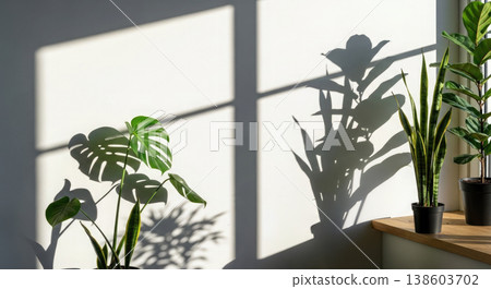 Sunlight streams through the window, casting shadows from indoor plants on the white wall, creating modern and calming interior with greenery. A natural background with tropical plants. 138603702