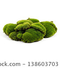 green moss texture isolated on white background, ideal for eco design, natural branding, sustainability concepts, and organic product visuals. 138603703