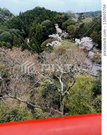 Shigisan Chogosonshi-ji Temple: A large tiger seen through the cherry blossoms. 138603704