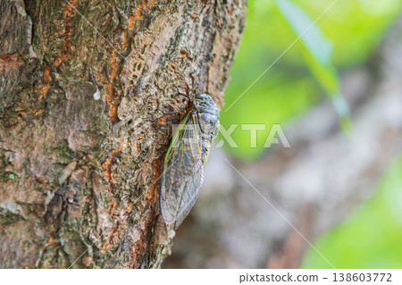 The cicadas, a quintessential symbol of summer, perch on tree trunks and sing. 138603772