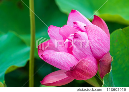 一朵鮮豔的粉紅色蓮花的特寫。 138603956