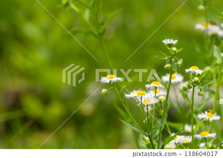 Delicate fleabane flowers blooming in the field and green copy space 138604017