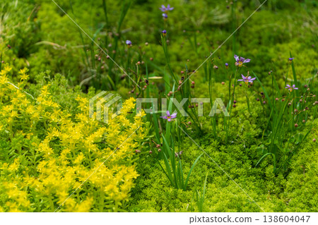 Yellow sedum and purple blue-eyed grass blooming on the fresh green moss. 138604047