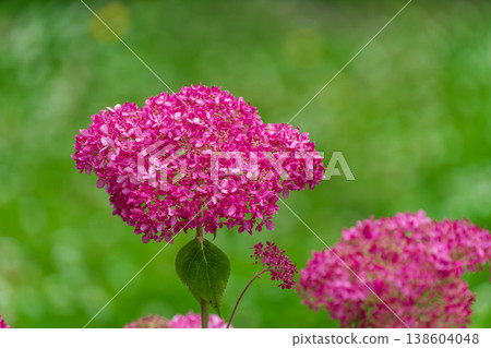 A scene of early summer with vibrant pink Annabelle hydrangeas in bloom. 138604048