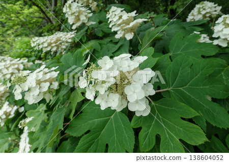 White oakleaf hydrangeas bloom profusely in the early summer forest. White oakleaf hydrangeas bloom profusely in the early summer forest. 138604052