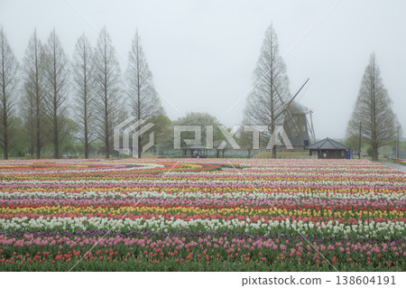 A park full of tulips 138604191