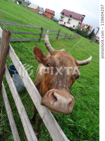 The cow grazes on the grassland at the mountain husbandry farm. Cow Peeking Over Fence in Rural Setting The cow grazes on the grassland at the mountain husbandry farm. Cow Peeking Over Fence in Rural Setting 138604207