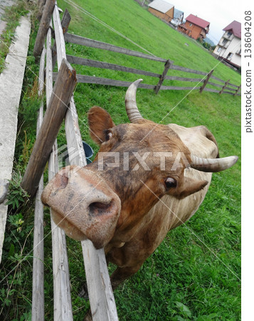 Dairy cow looks over corral fence on the home pasture at the mountain village Dairy cow looks over corral fence on the home pasture at the mountain village 138604208