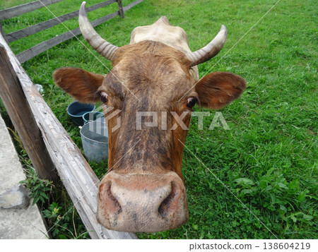 Head of cow over wooden cattle fence on the hill of country pastureland  138604219