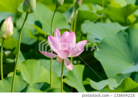 A summer waterside where vibrant pink lotus flowers bloom. A summer waterside where vibrant pink lotus flowers bloom. 138604228