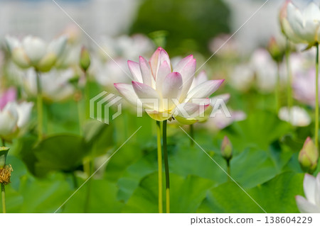 A lotus flower with a pink and white gradient that shines in the light. A lotus flower with a pink and white gradient that shines in the light. 138604229