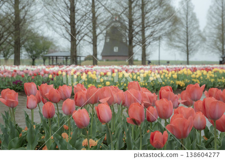 Landscape with tulips and windmills Landscape with tulips and windmills 138604277
