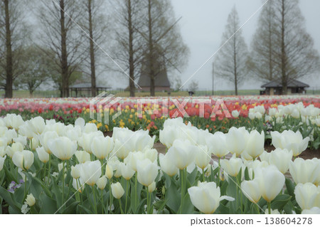 Landscape with tulips and windmills Landscape with tulips and windmills 138604278