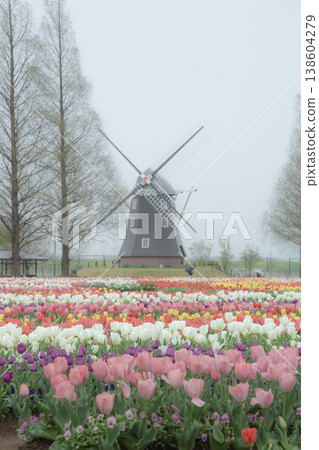 Landscape with tulips and windmills 138604279