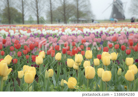 Landscape with tulips and windmills Landscape with tulips and windmills 138604280
