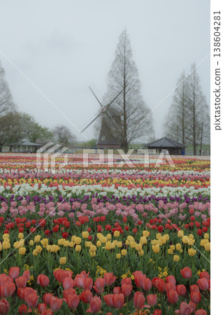 Landscape with tulips and windmills 138604281