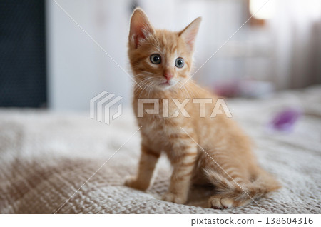 Curious orange kitten exploring cozy indoor space during morning light 138604316