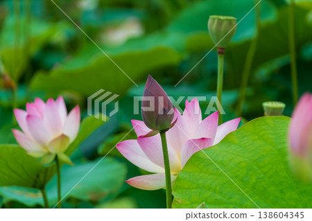荷花含苞待放，盛開的荷花在夏日陽光下閃閃發光。 138604345